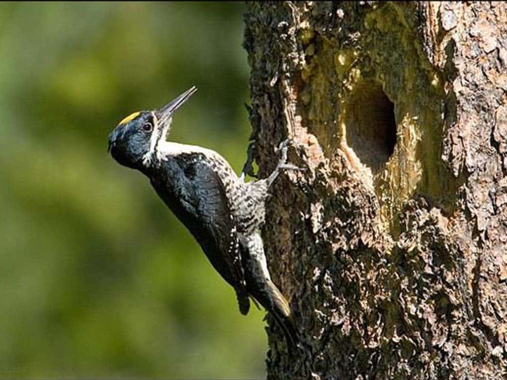 Black-backed Woodpecker