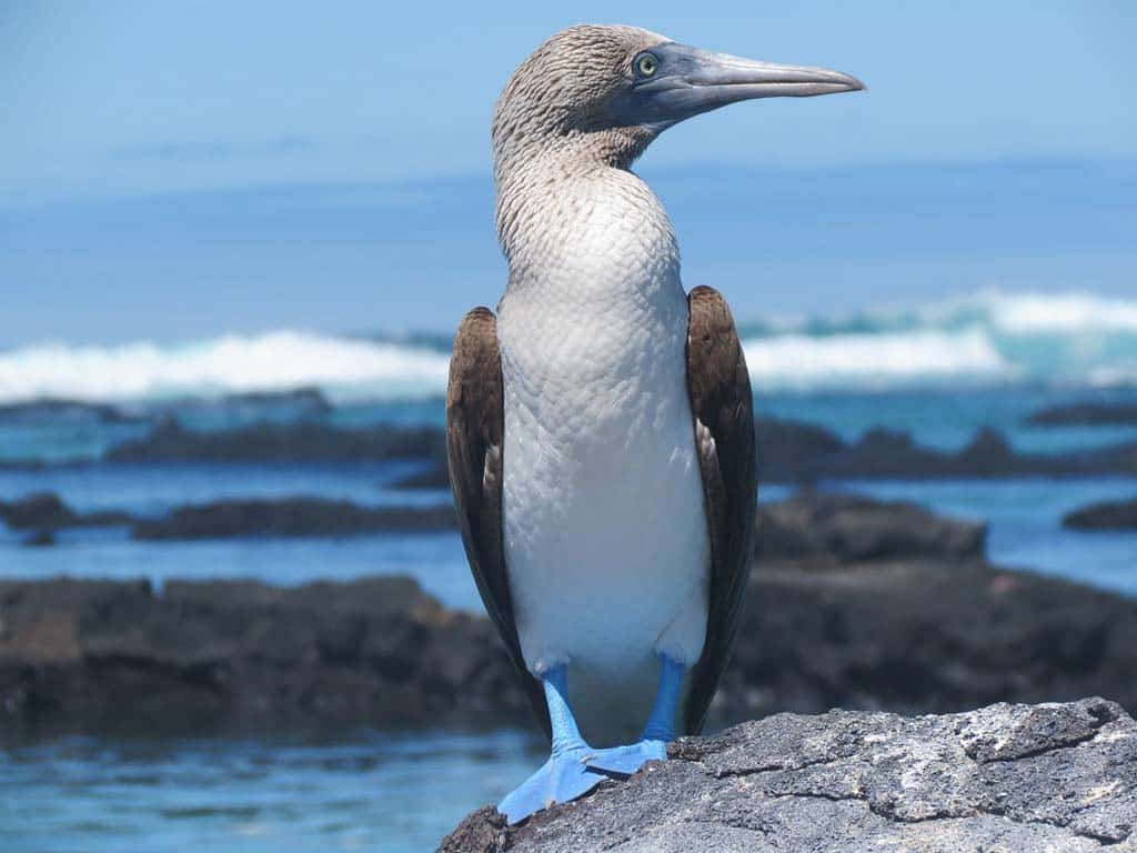 Blue-footed Booby (Sula nebouxii)