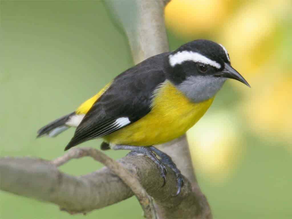 Bananaquit (Coereba flaveola)