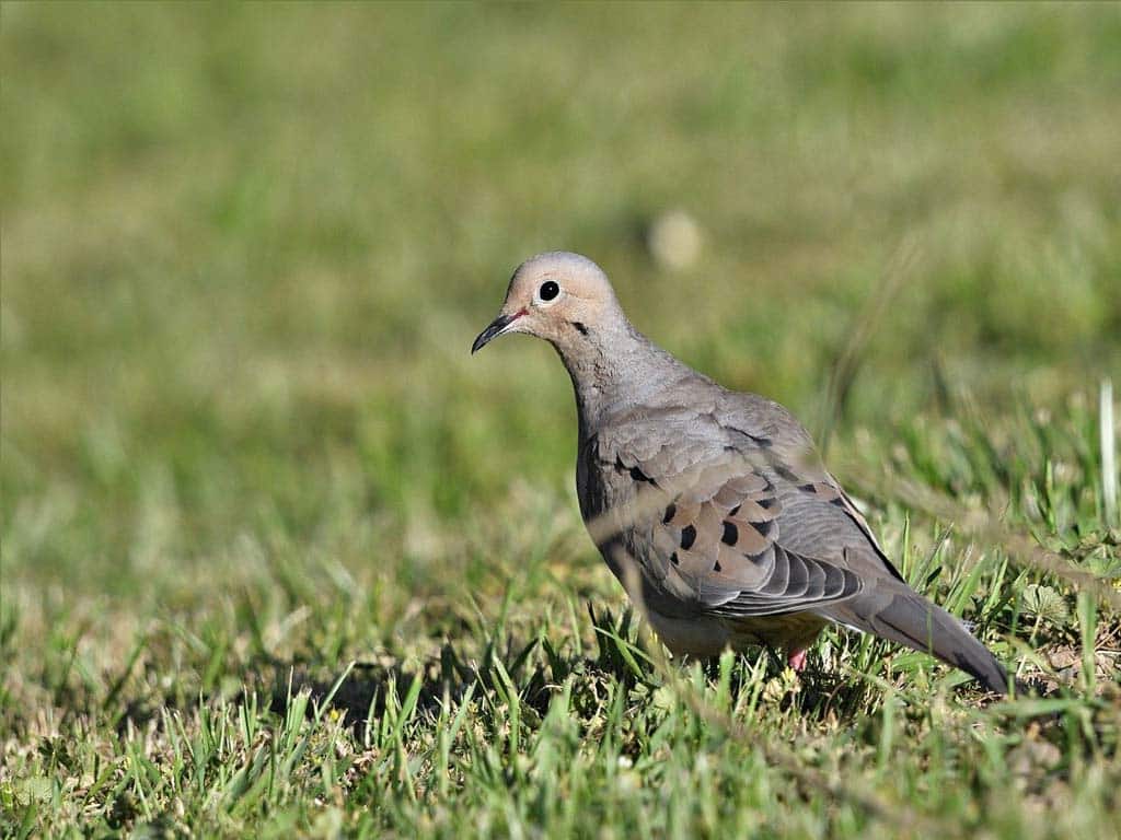 Case Study: Regional Declines in Mourning Doves Populations