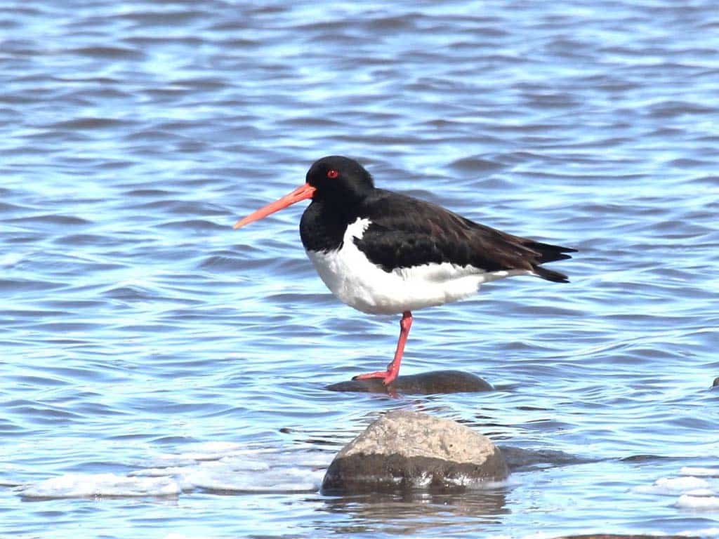 Oystercatcher (Haematopus ostralegus)