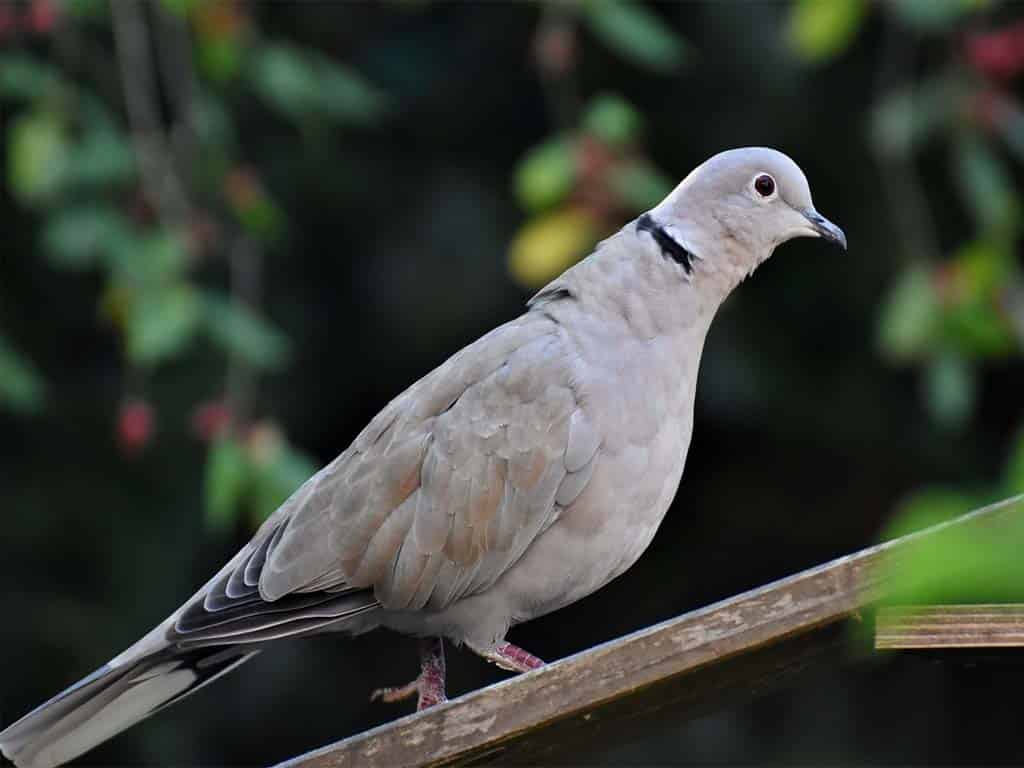 Mourning Doves: Citizen Science: Be Part of the Solution