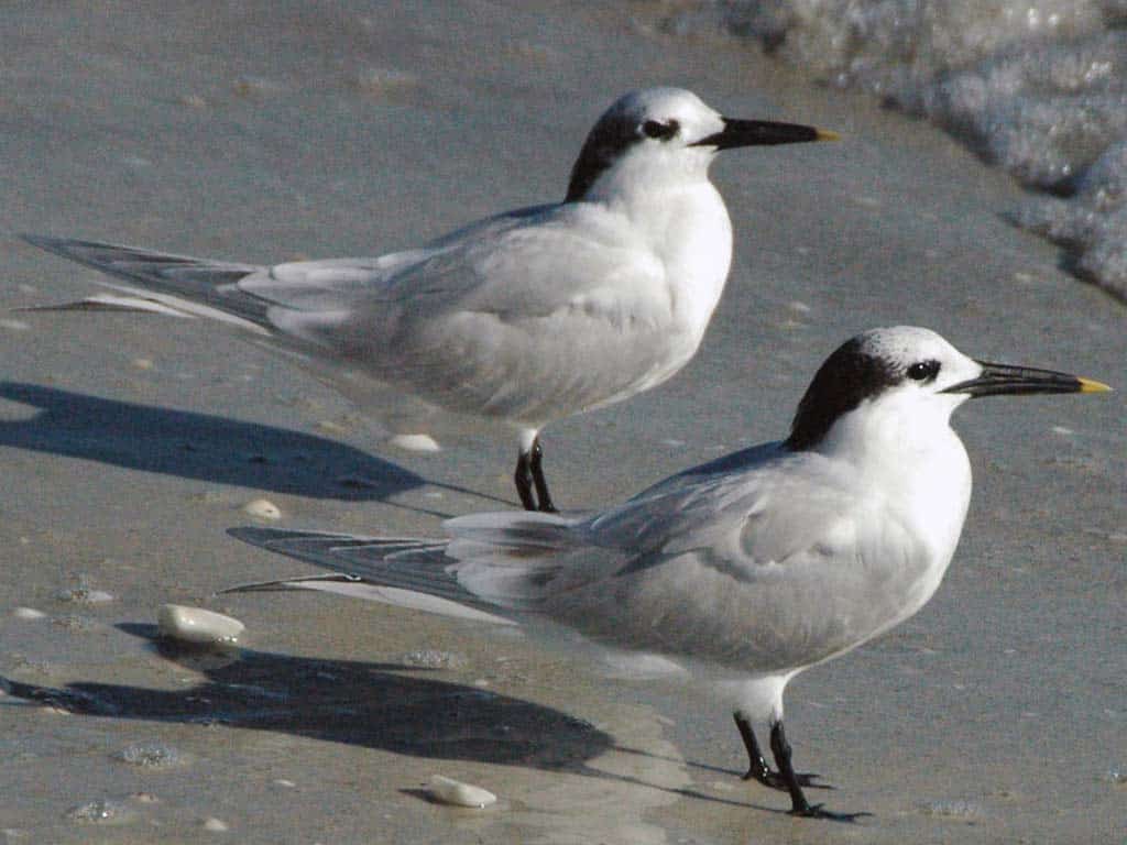 Sandwich Tern (Thalasseus sandvicensis)