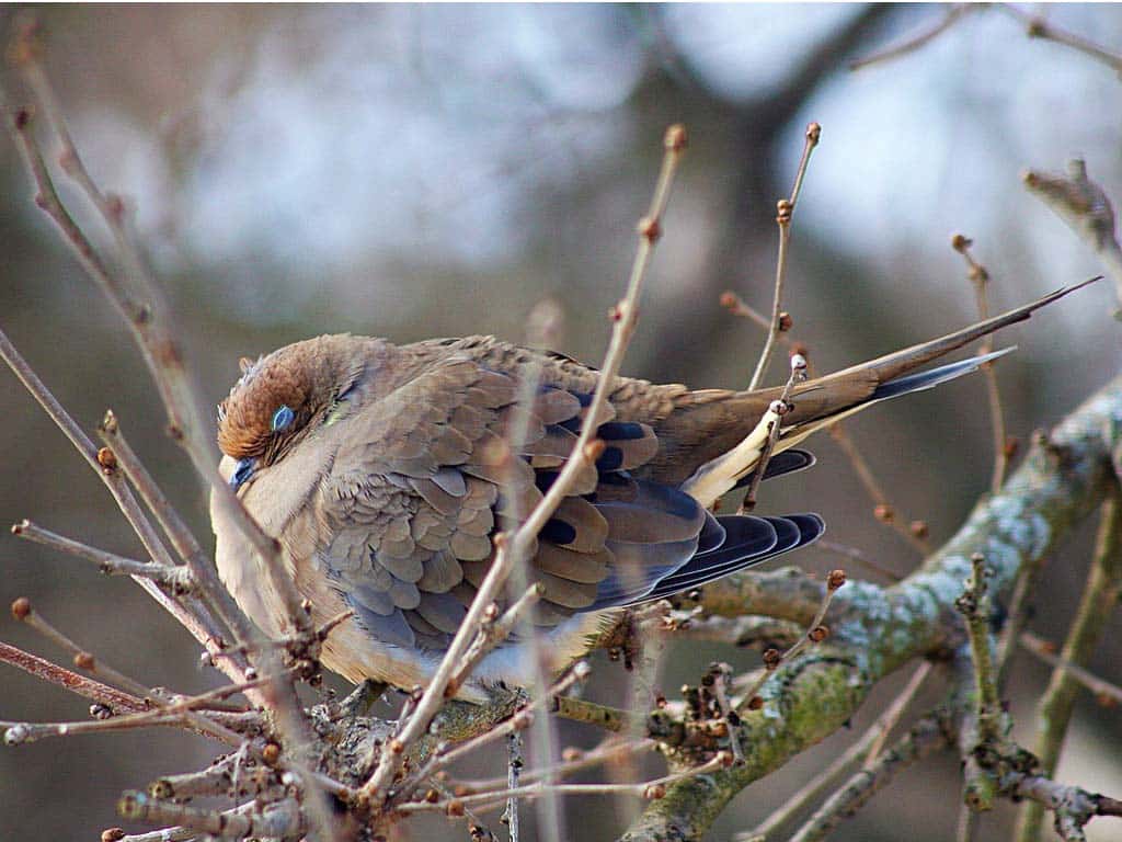 The Bigger Picture: Mourning Doves as Environmental Indicators