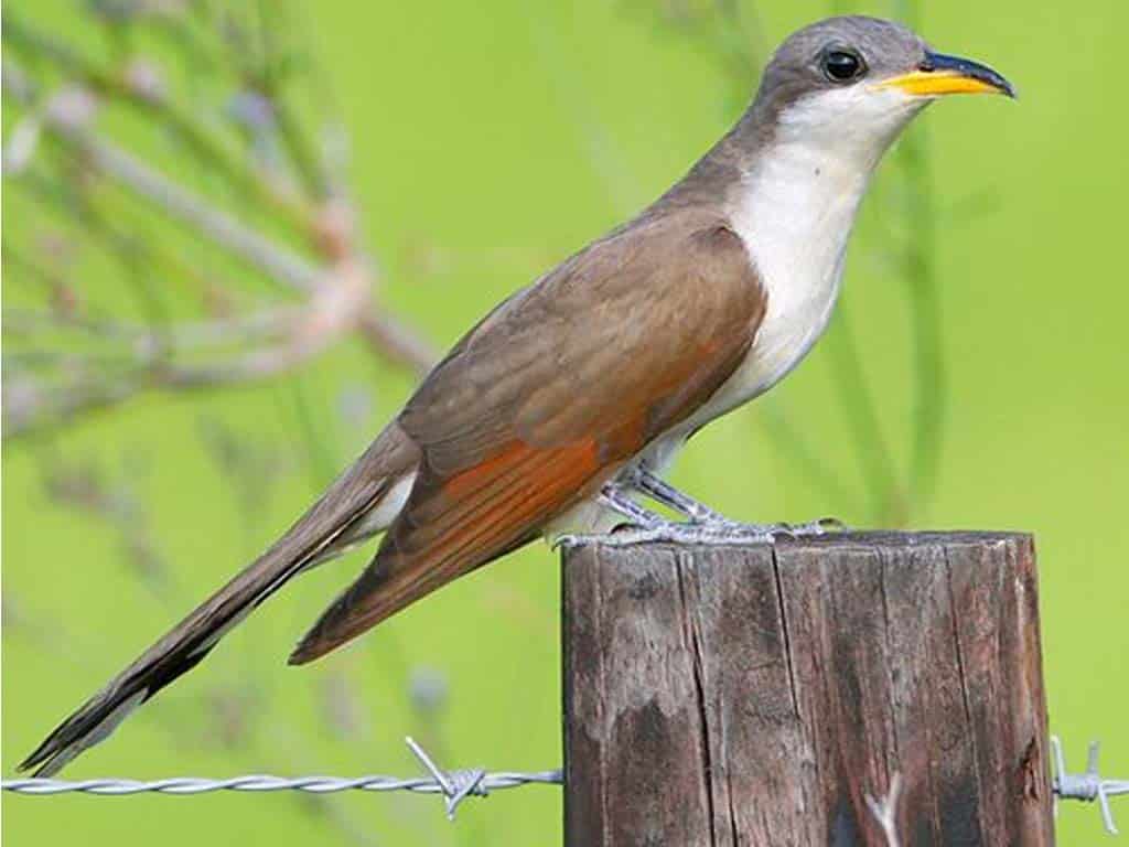 Zucchini Bird (Yellow-billed Cuckoo)