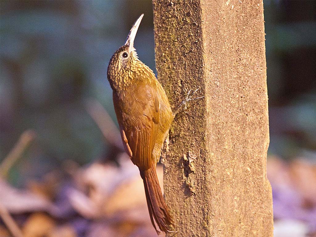 Cocoa Woodcreeper (Xiphorhynchus susurrans)