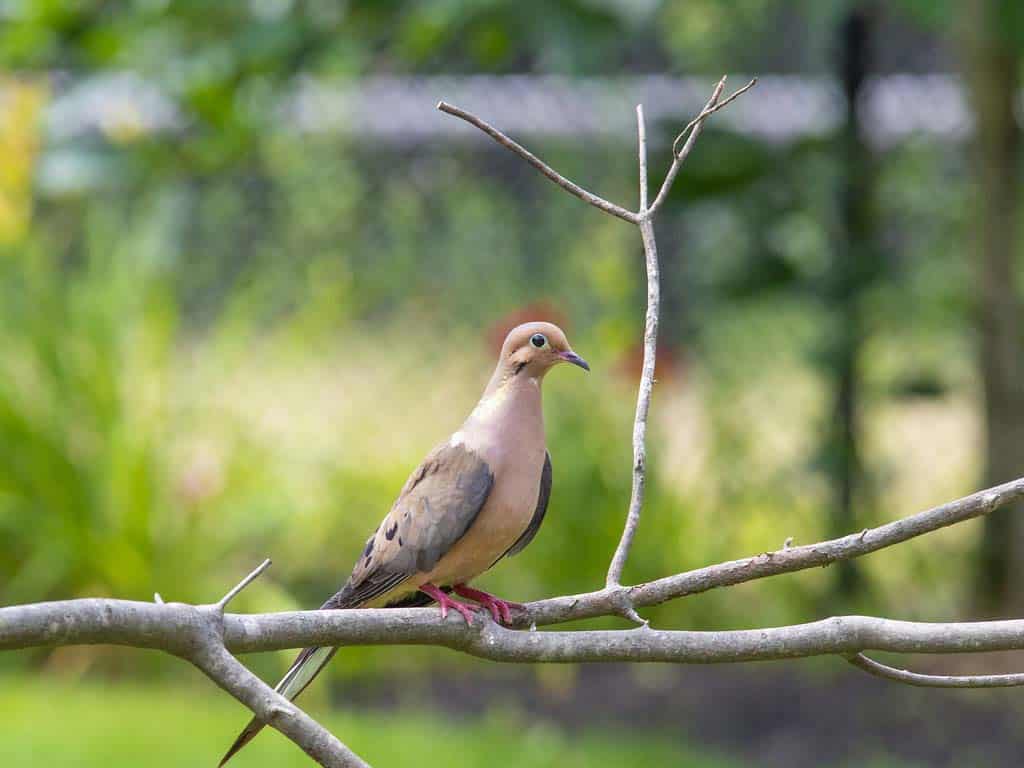 The Role of Lead in Mourning Doves Declines