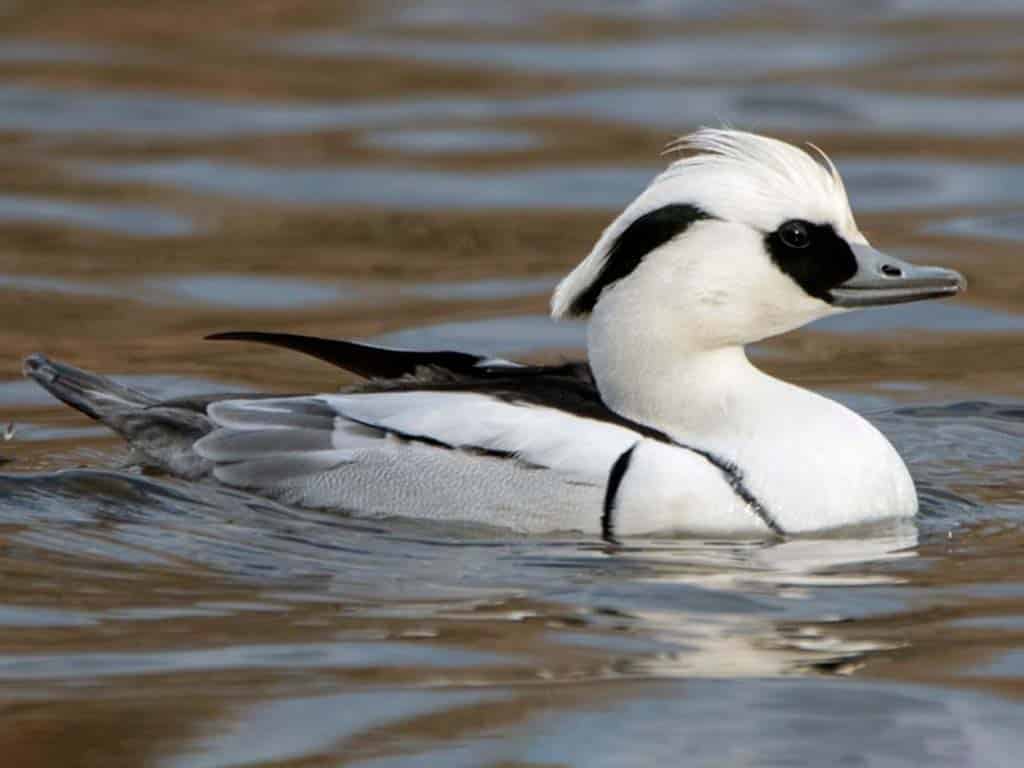 Smew (Mergellus albellus)