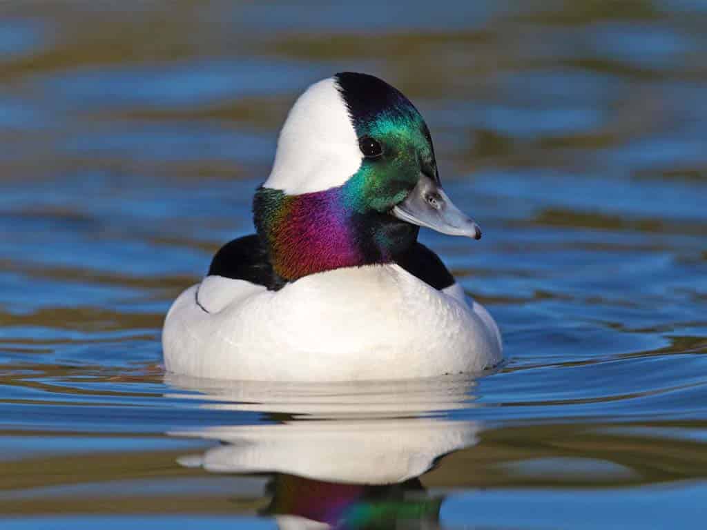 Bufflehead (Bucephala albeola)