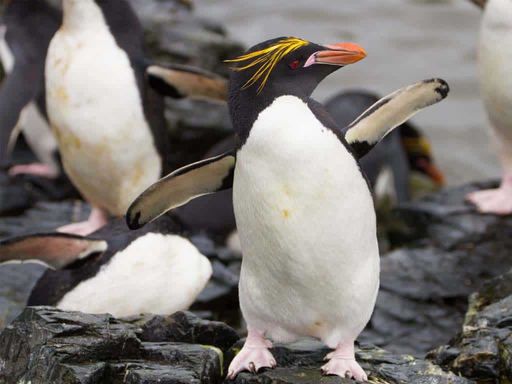 Macaroni Penguin (Eudyptes chrysolophus)