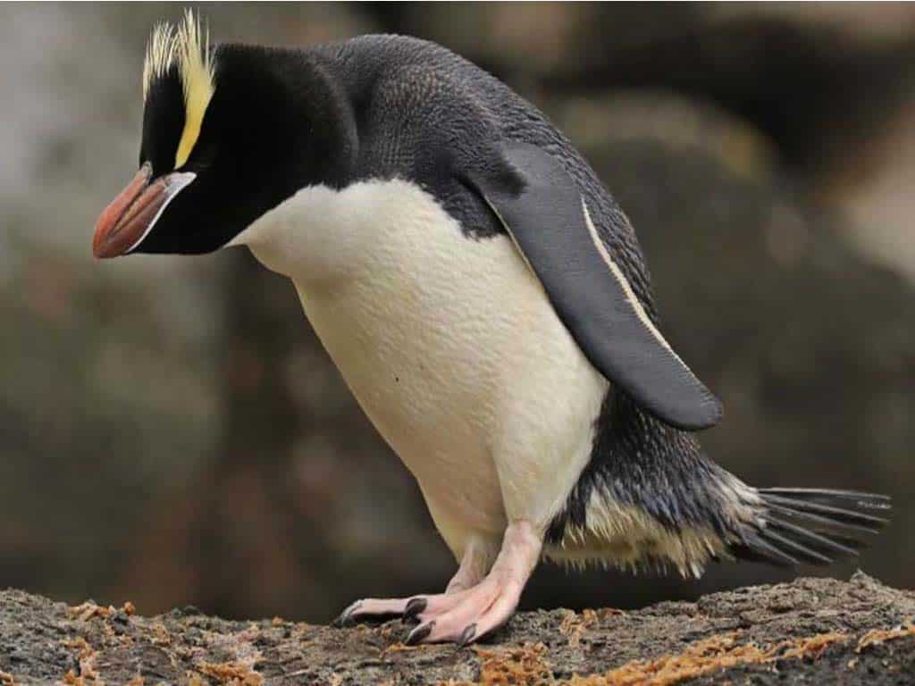 Erect-crested Penguin (Eudyptes sclateri)