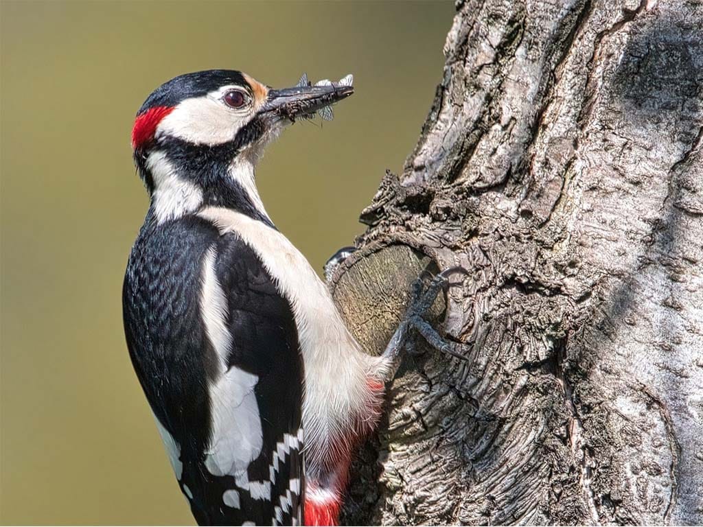 Downy Woodpecker