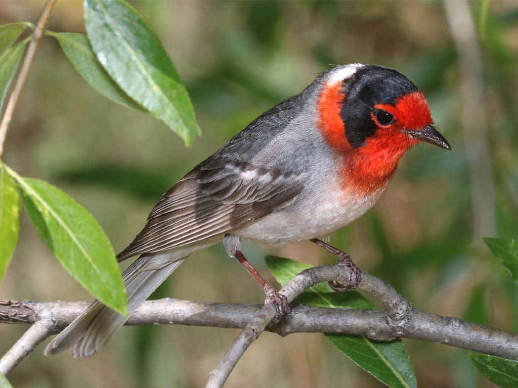 Red-faced Warbler (Cardellina rubrifrons)