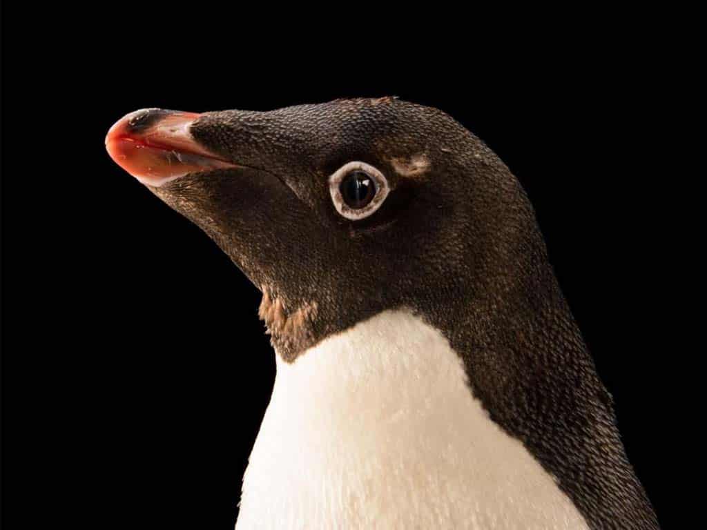 Gentoo Penguin (Pygoscelis papua)