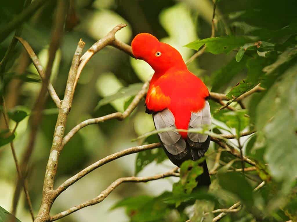 Andean Cock-of-the-rock (Rupicola peruvianus)