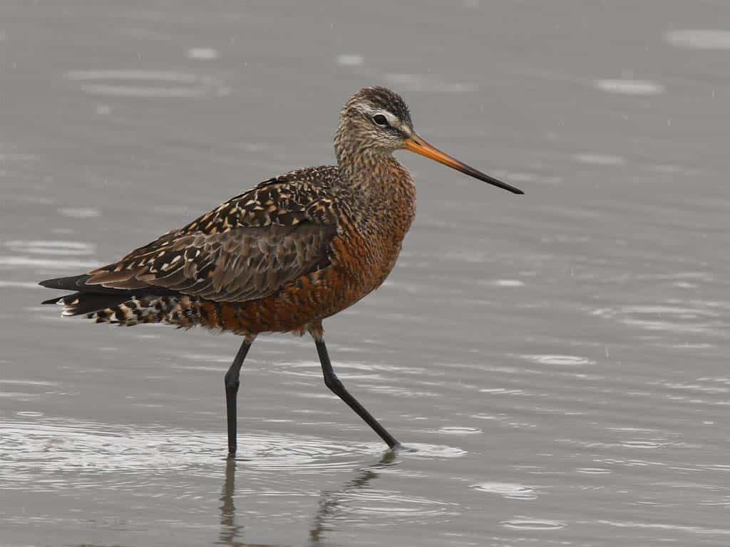 Hudsonian Godwit (Limosa haemastica)