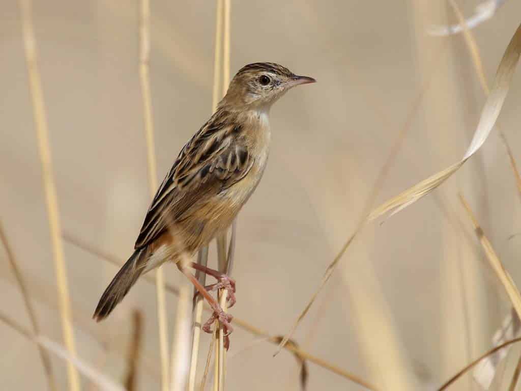 Zitting Cisticola (Cisticola juncidis)