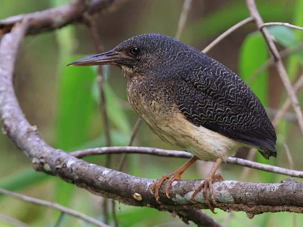 Zigzag Heron (Zebrilus undulatus)