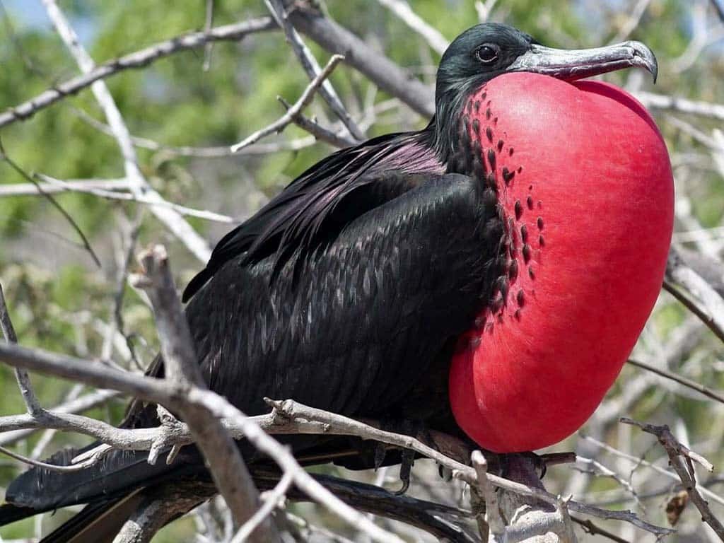 Magnificent Frigatebird (Fregata magnificens)