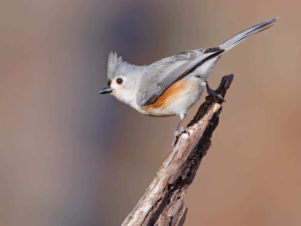 Tufted Titmouse (Baeolophus bicolor)