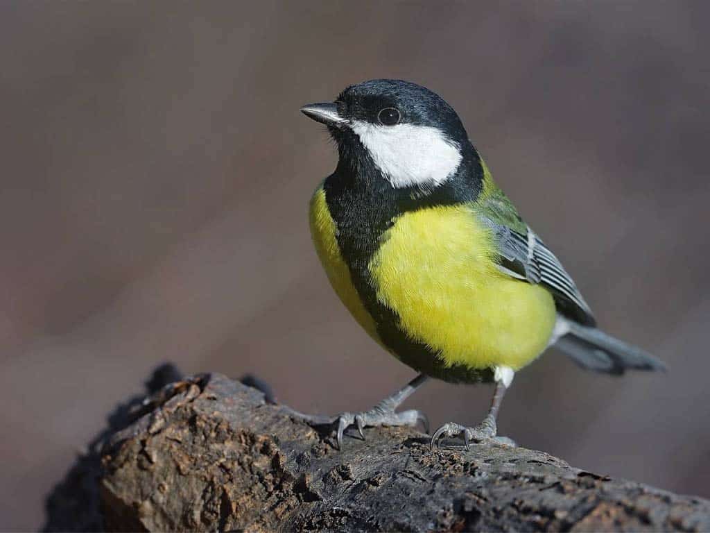 Great Tit (Parus major)