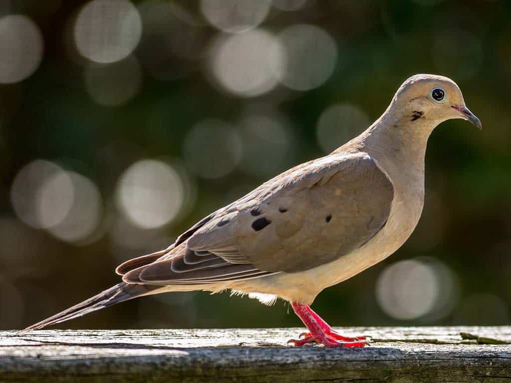 Threats to Mourning Doves Populations