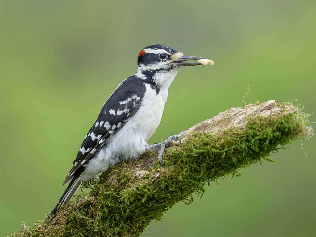 Hairy Woodpecker