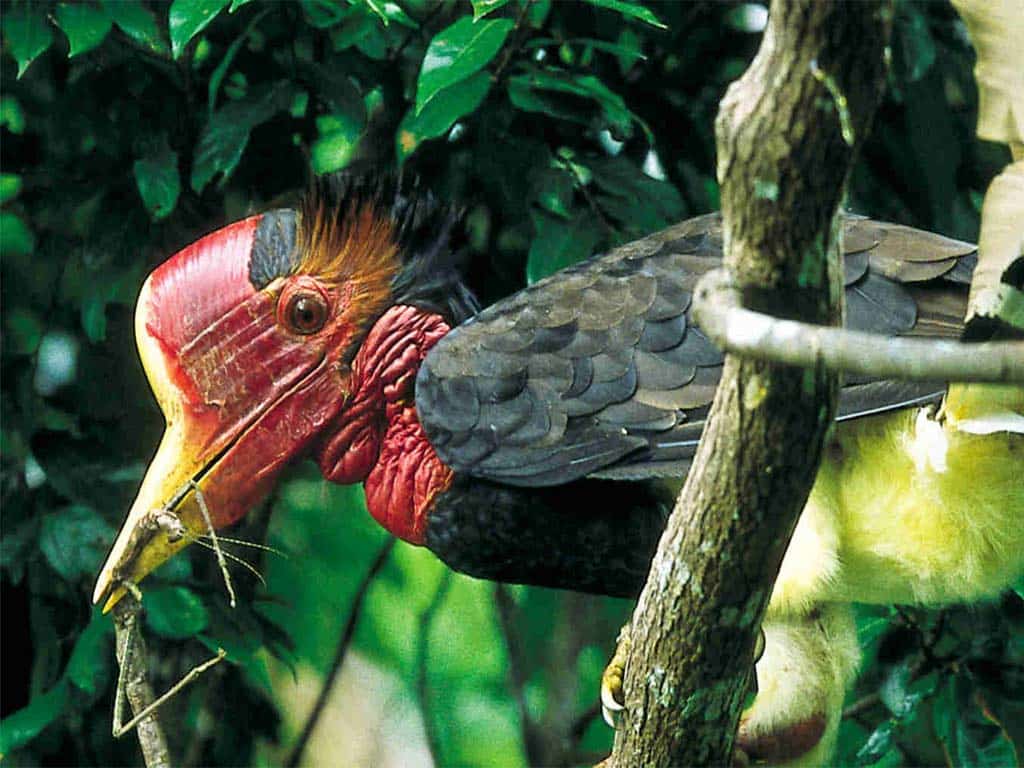 Helmeted Hornbill (Rhinoplax vigil)