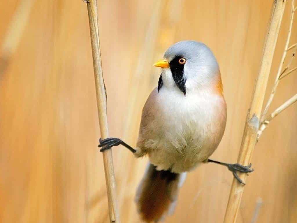 Bearded Reedling (Panurus biarmicus)