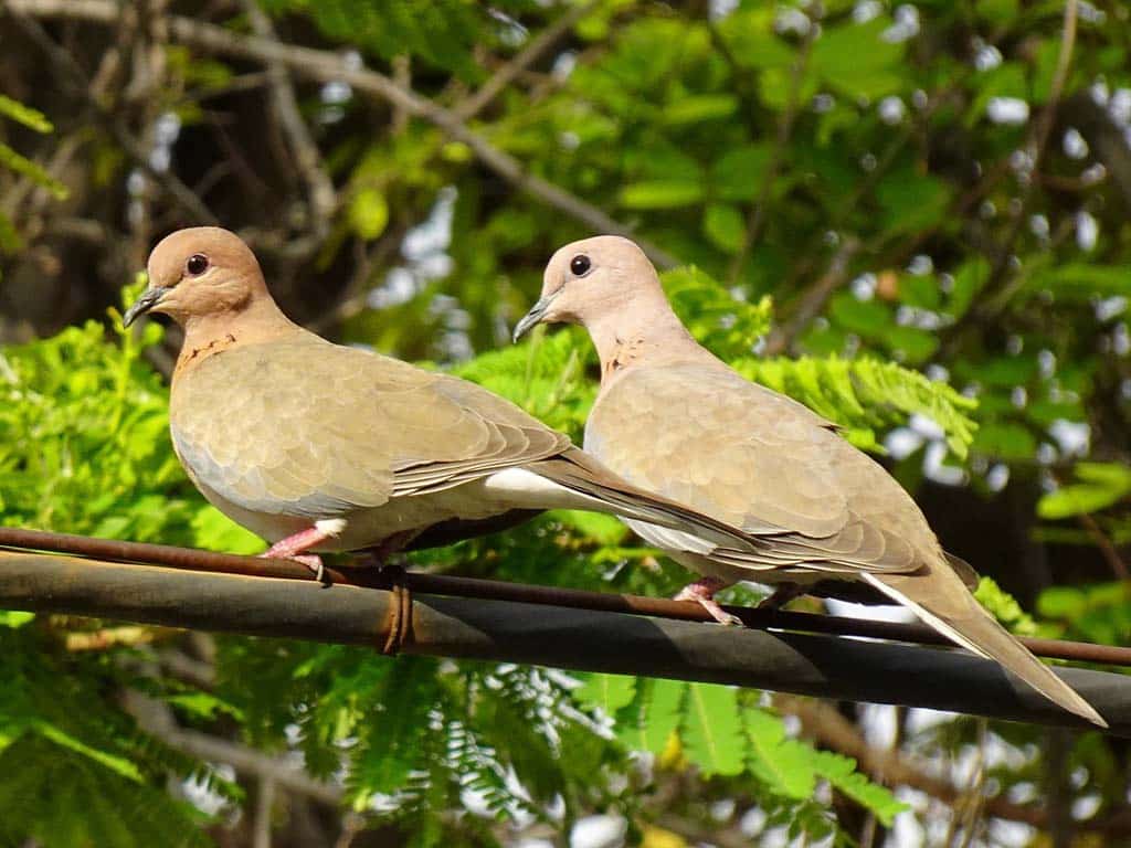 Mourning Doves Conservation Success Stories: Bringing Back the Coo