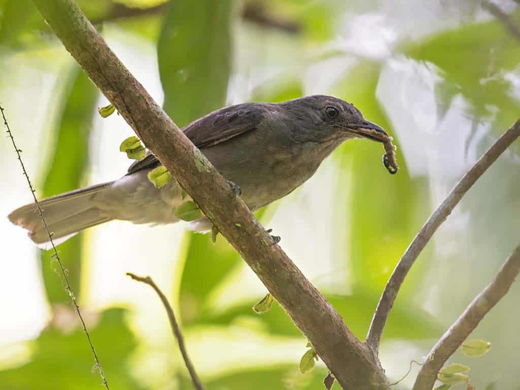 Screaming Piha (Lipaugus vociferans)