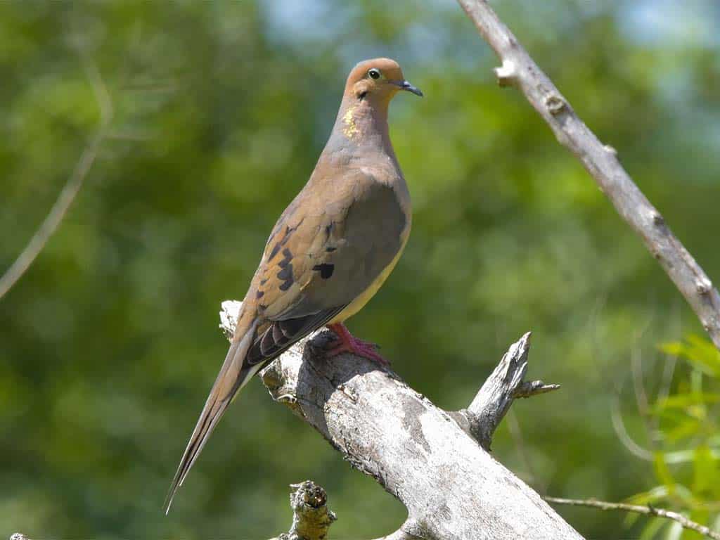 Looking to the Future: Ensuring the Mourning Dove's Song Continues