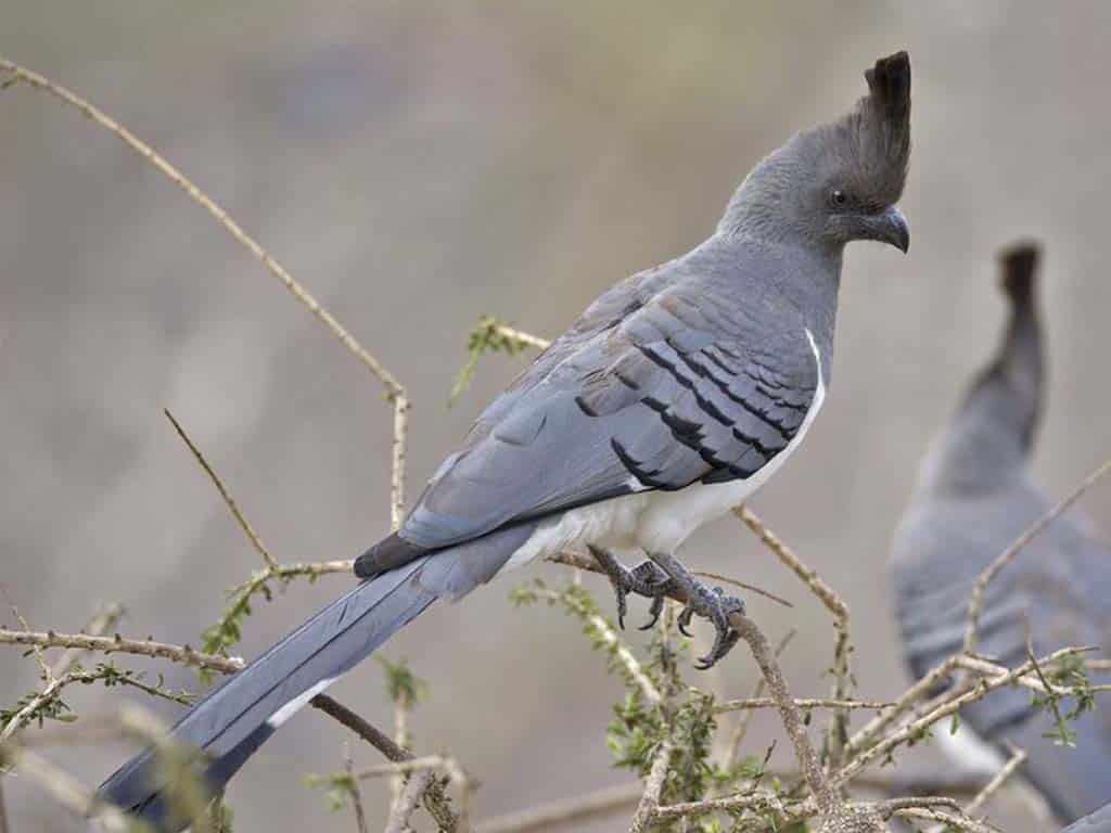 Go-away-bird (Corythaixoides concolor)