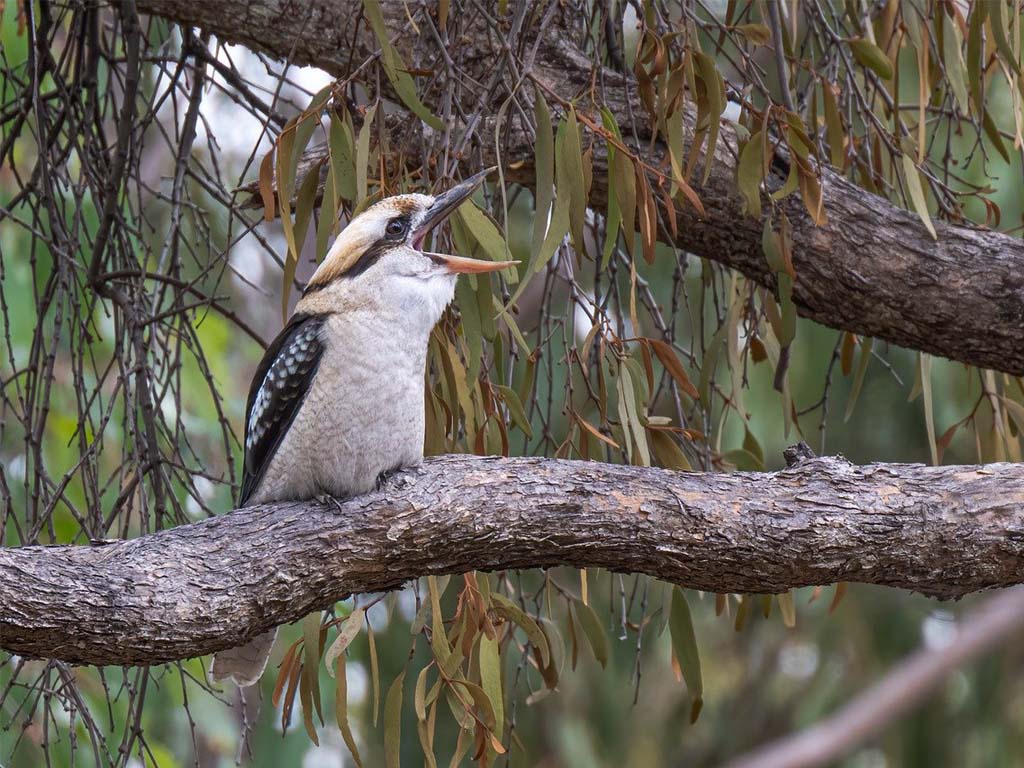 Laughing Kookaburra (Dacelo novaeguineae)