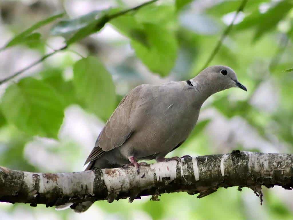 The Impact of Pesticides on Mourning Doves Populations