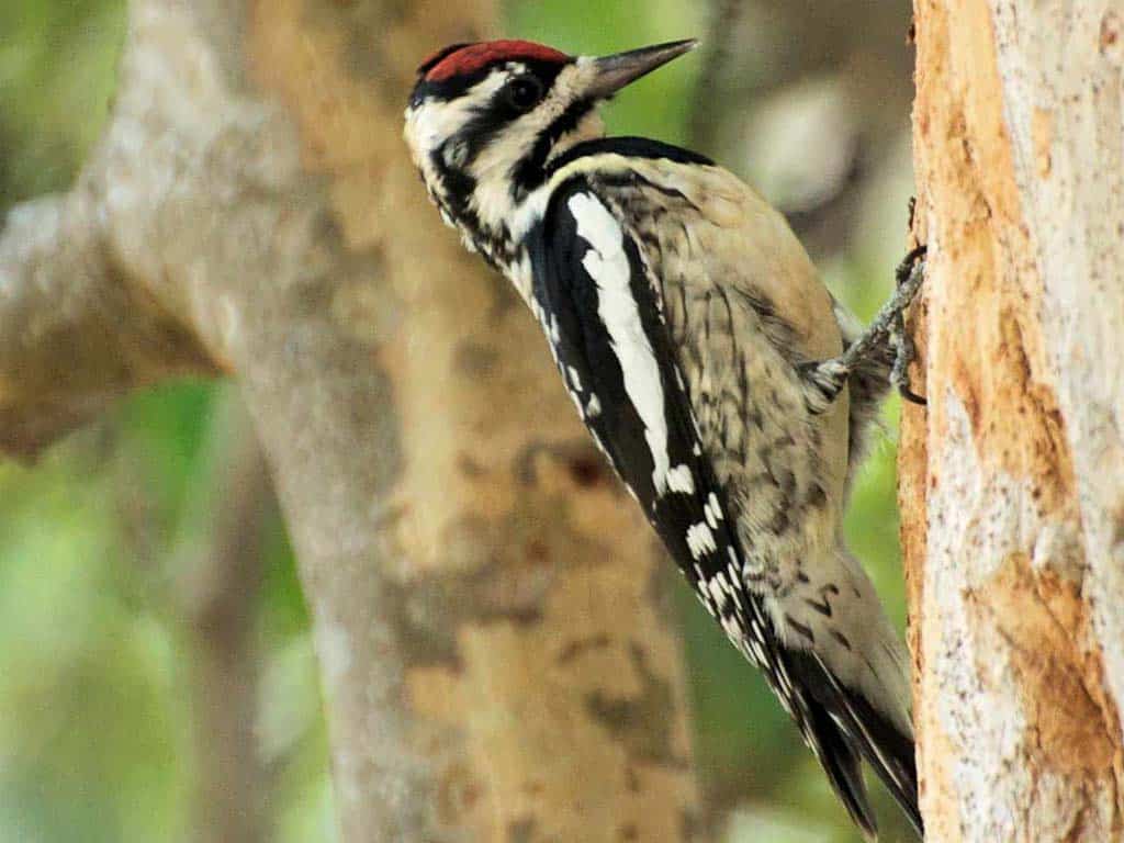 Yellow-bellied Sapsucker