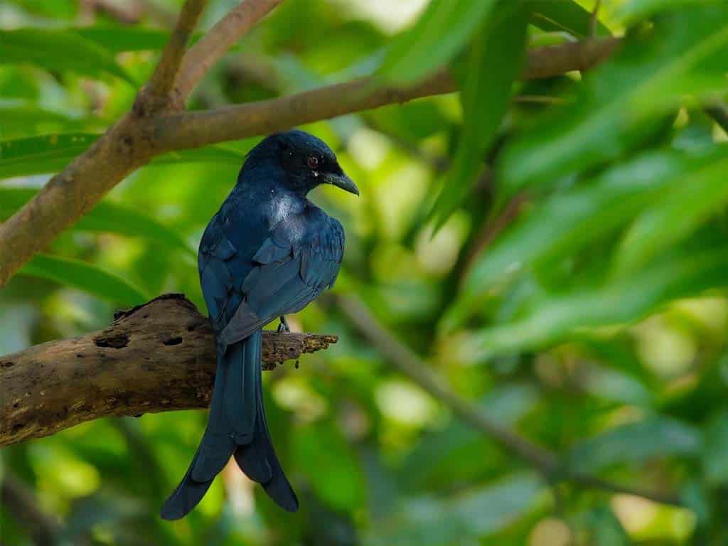 Spangled Drongo (Dicrurus bracteatus)