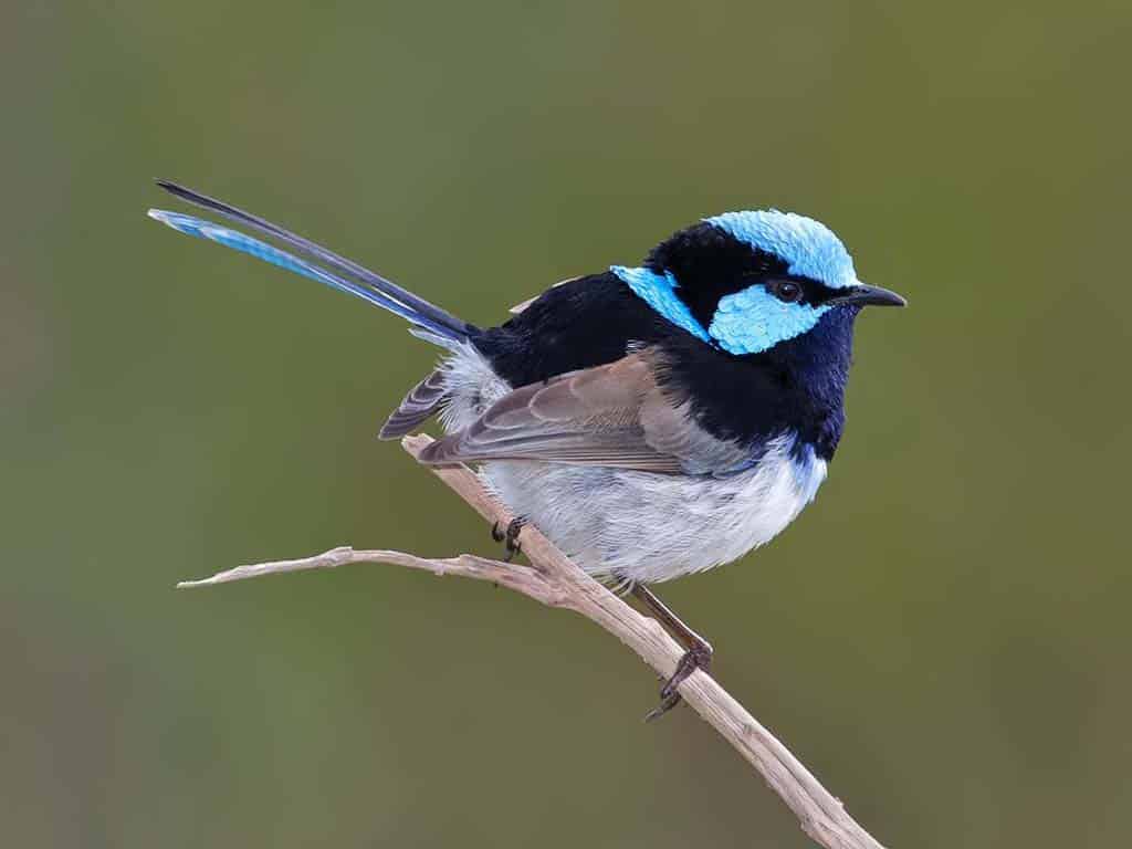 Superb Fairywren (Malurus cyaneus)