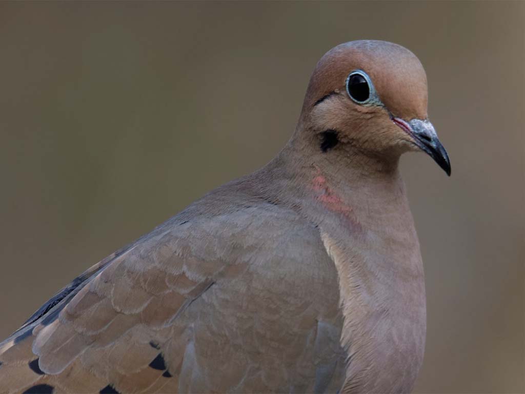 Bringing Back the Coo: How to Attract Mourning Doves