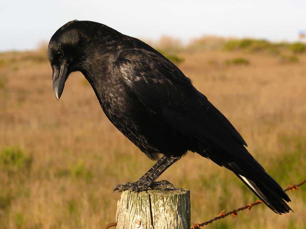 American Crows: The Bold and the Brazen