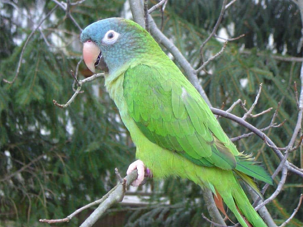 Blue-crowned Parakeets- Parrots In Florida