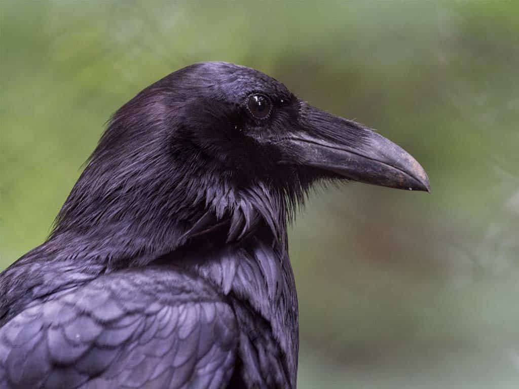 Common Ravens: The Larger Cousins Joining the Fray