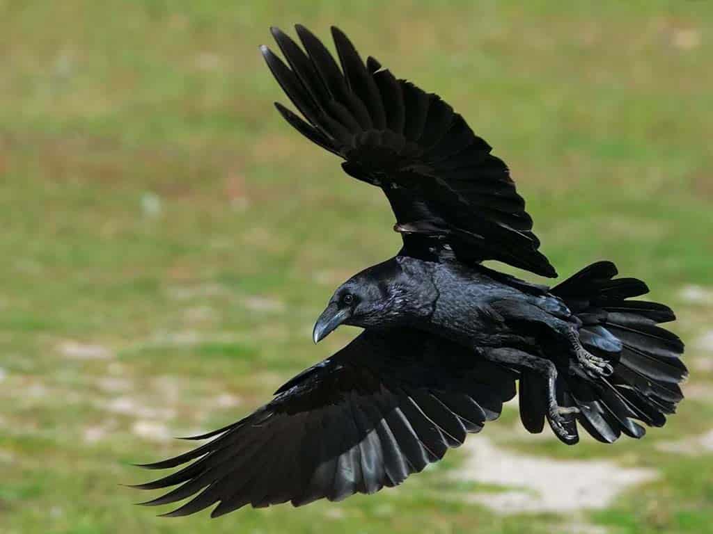 The Psychology Behind the Chase: Do Crows Really Hate Hawks?