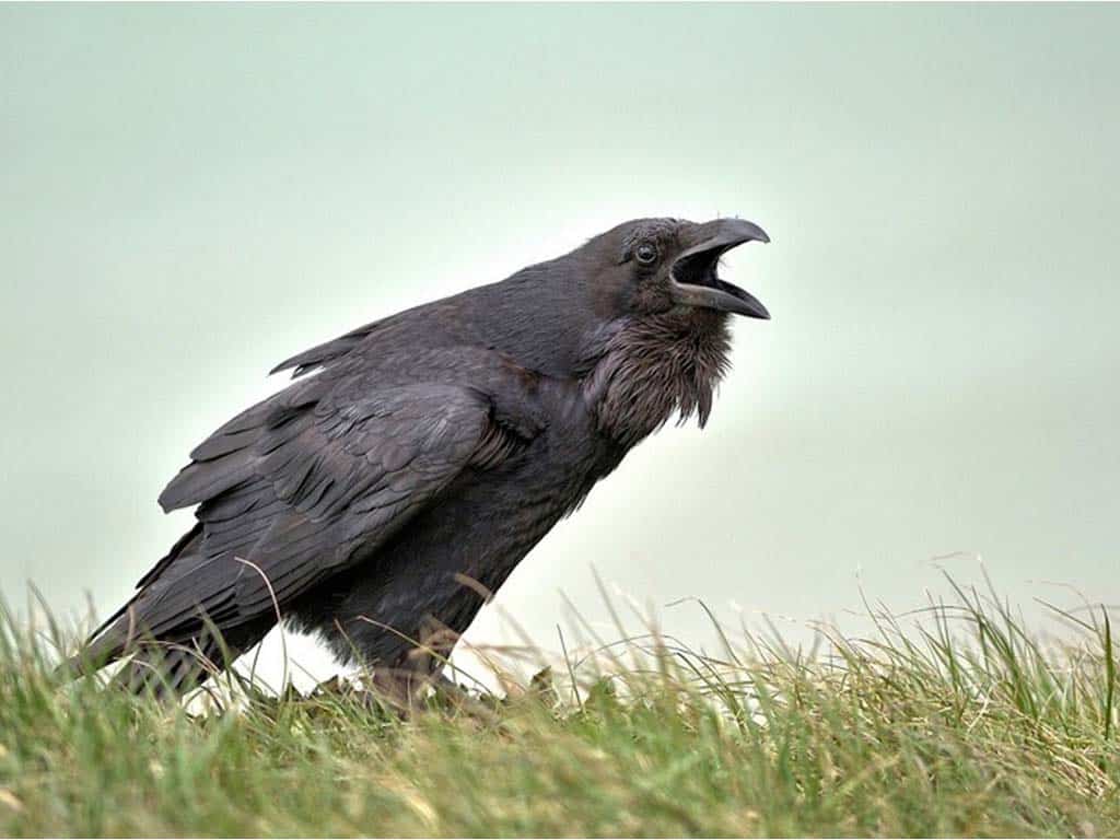 Crows