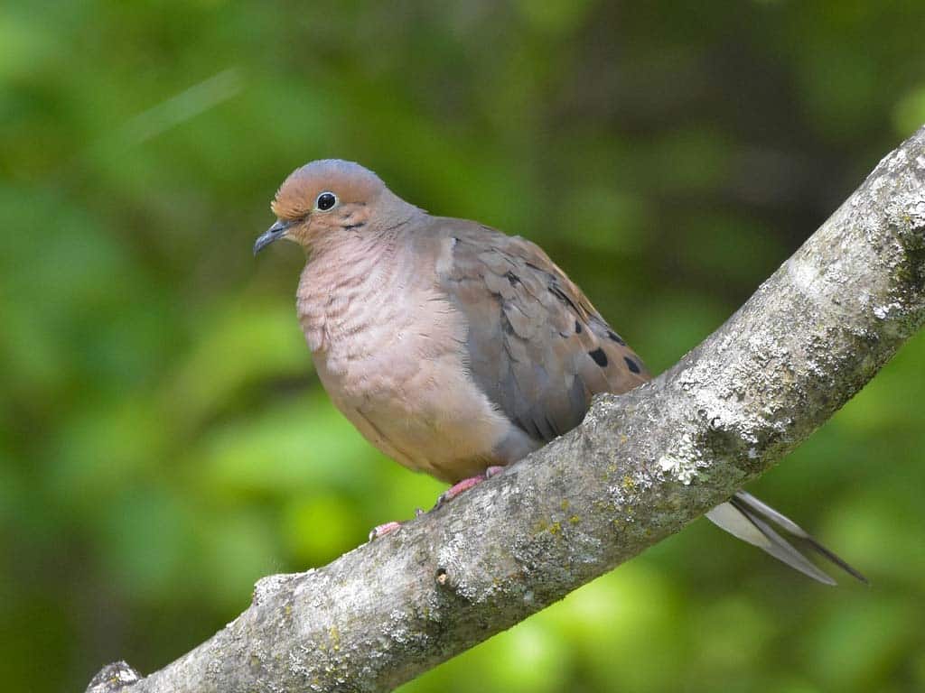 The Great Mourning Doves Detective: Reasons Behind the Silence