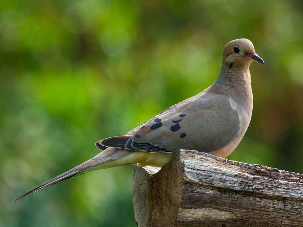 Myth Busters: Common Misconceptions About Mourning Doves