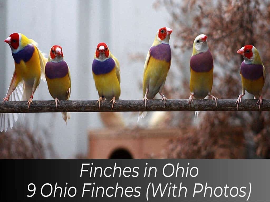 Finches in Ohio