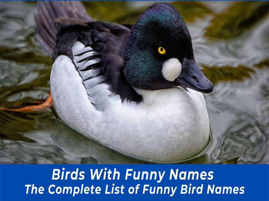 Birds with funny names