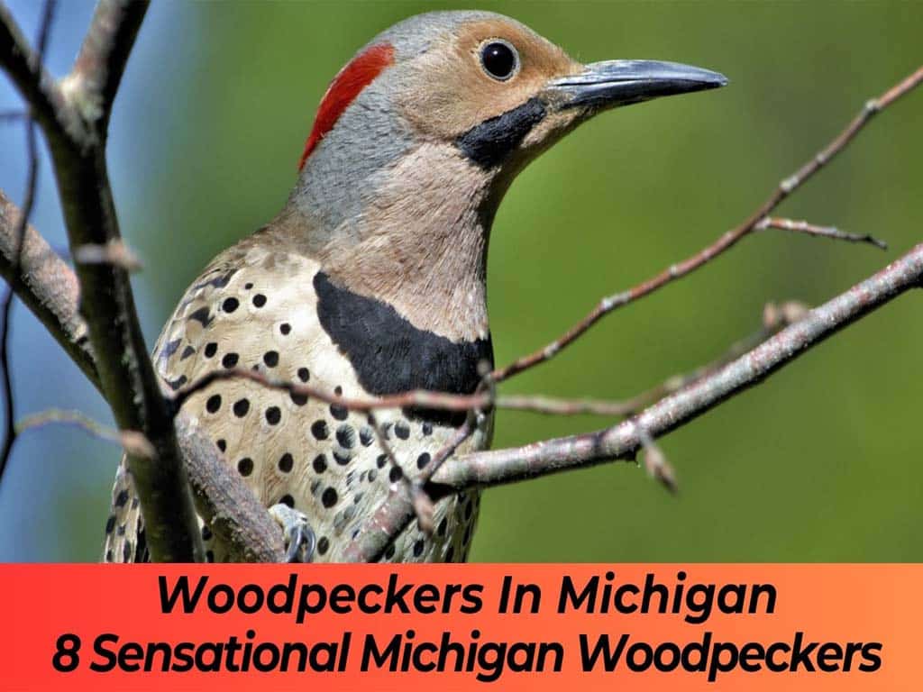 Woodpecker Flicker