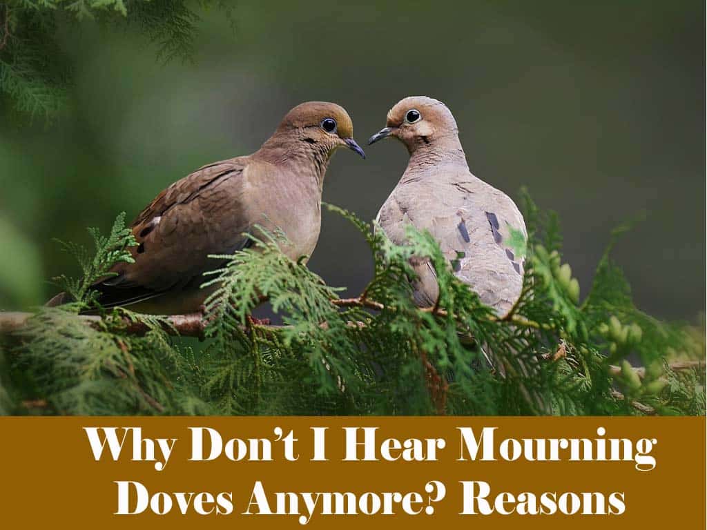 Mourning Doves